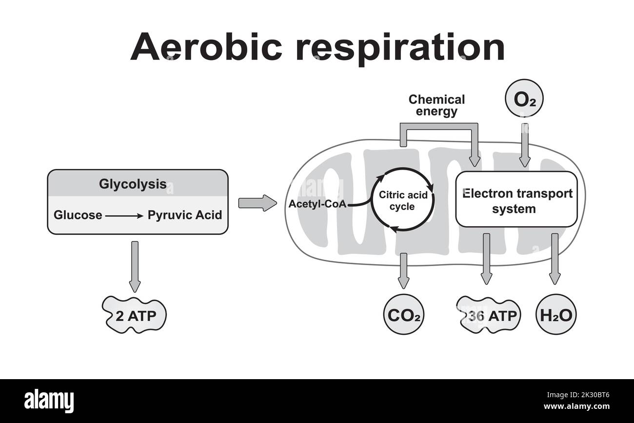 Aerobic Respiration Scheme. Colorful Symbols. Vector Illustration. Stock Vector