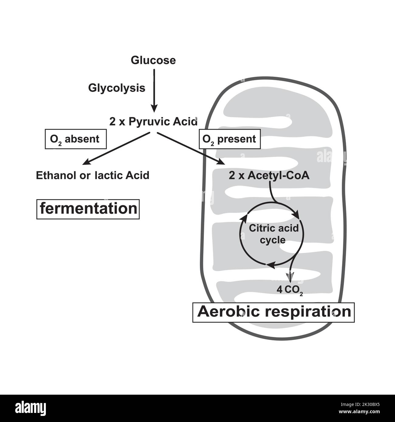 Glycolysis, Aerobic Respiration And Anaerobic Fermentation In One Scheme. Colorful Symbols. Vector Illustration. Stock Vector