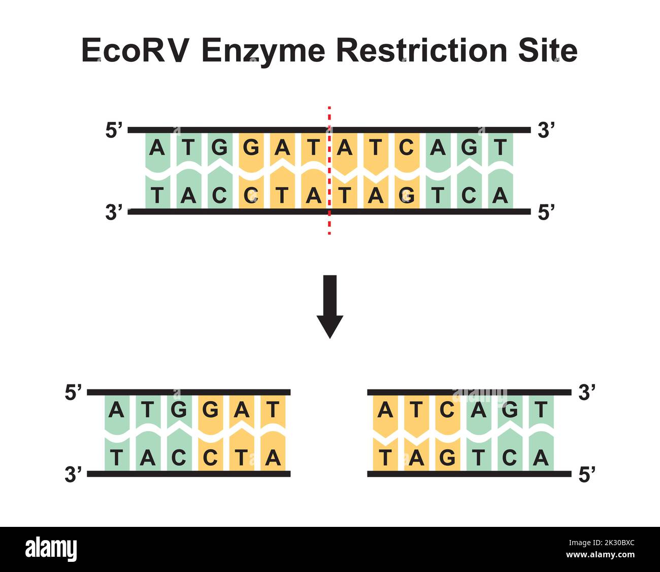 EcoRV Enzyme Restriction Site. Vector Illustration. Stock Vector