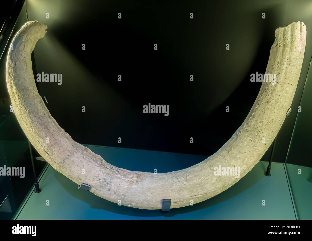 Mammoth tusk - Mammuthus - Upper Pleistocene- Arenero de Salmedina Stock Photo