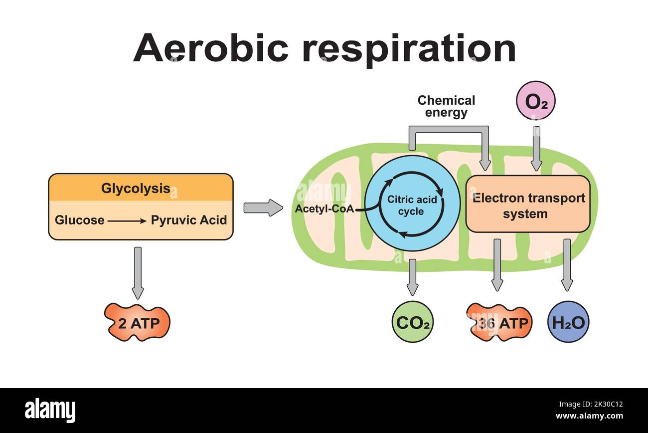 Aerobic Respiration Scheme. Colorful Symbols. Vector Illustration. Stock Vector