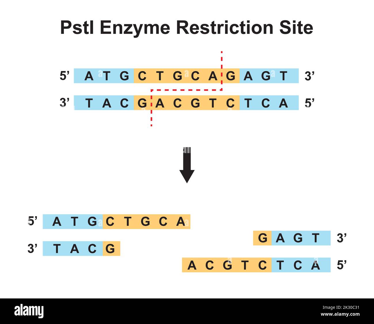 PstI Enzyme Restriction Site. Vector Illustration. Stock Vector