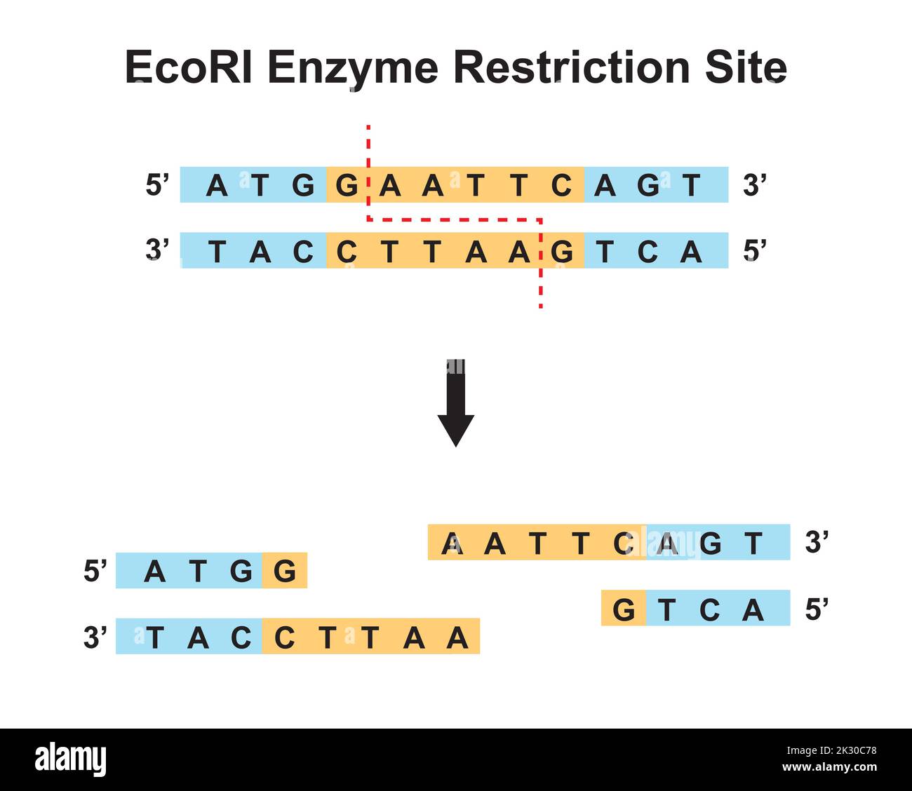 EcoRI Enzyme Restriction Site. Vector Illustration. Stock Vector