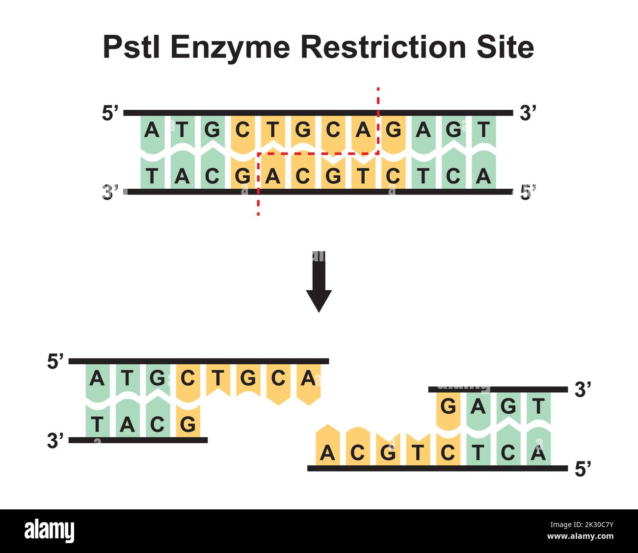PstI Enzyme Restriction Site. Vector Illustration. Stock Vector