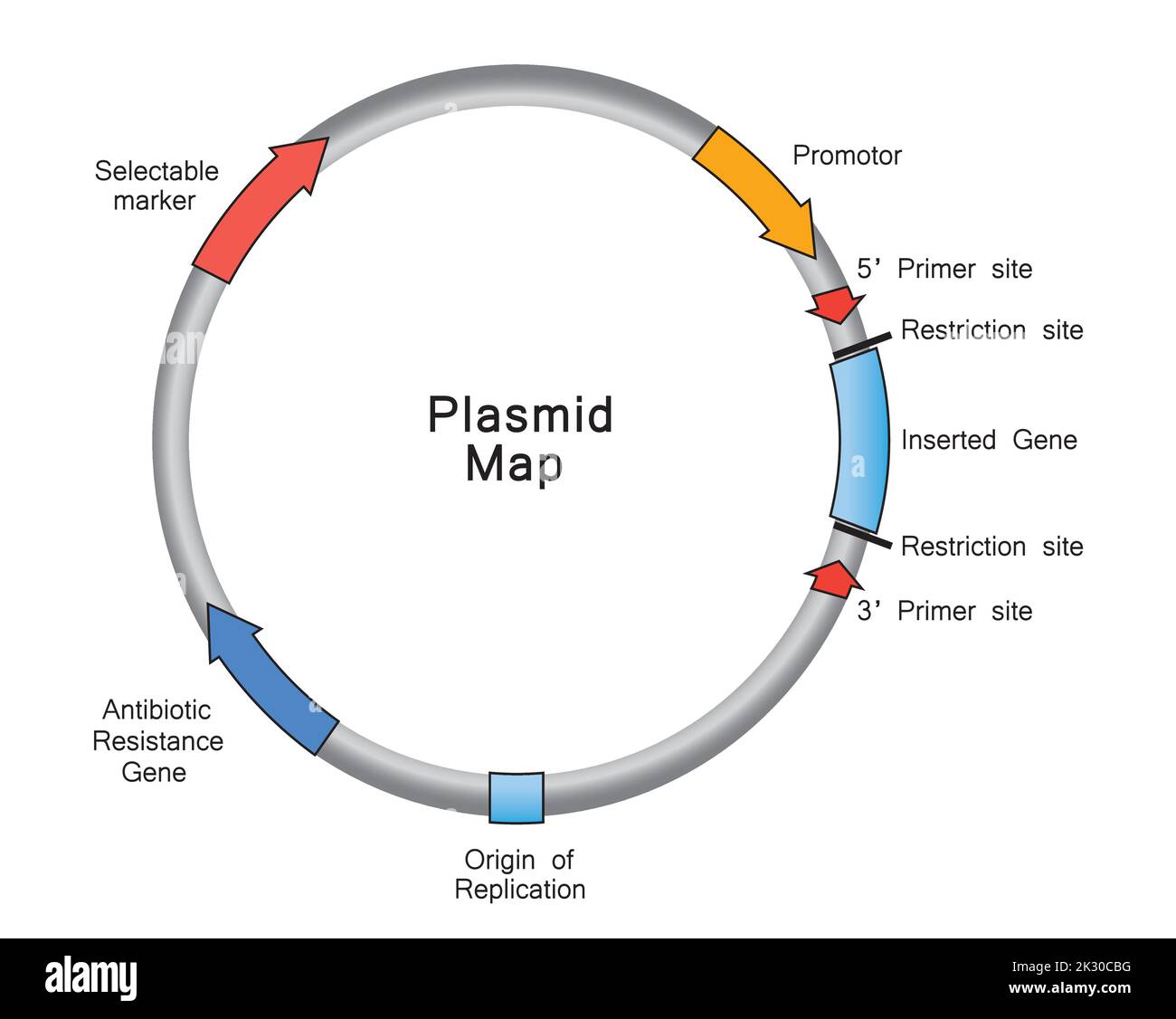 Plasmid Drawing plasmid-drawing