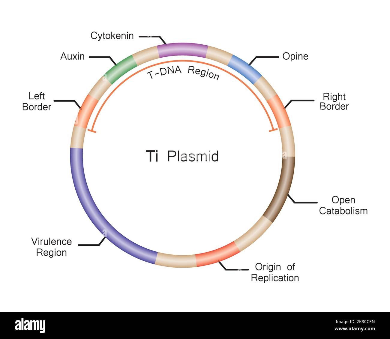 Agrobacterium plasmid hires stock photography and images Alamy