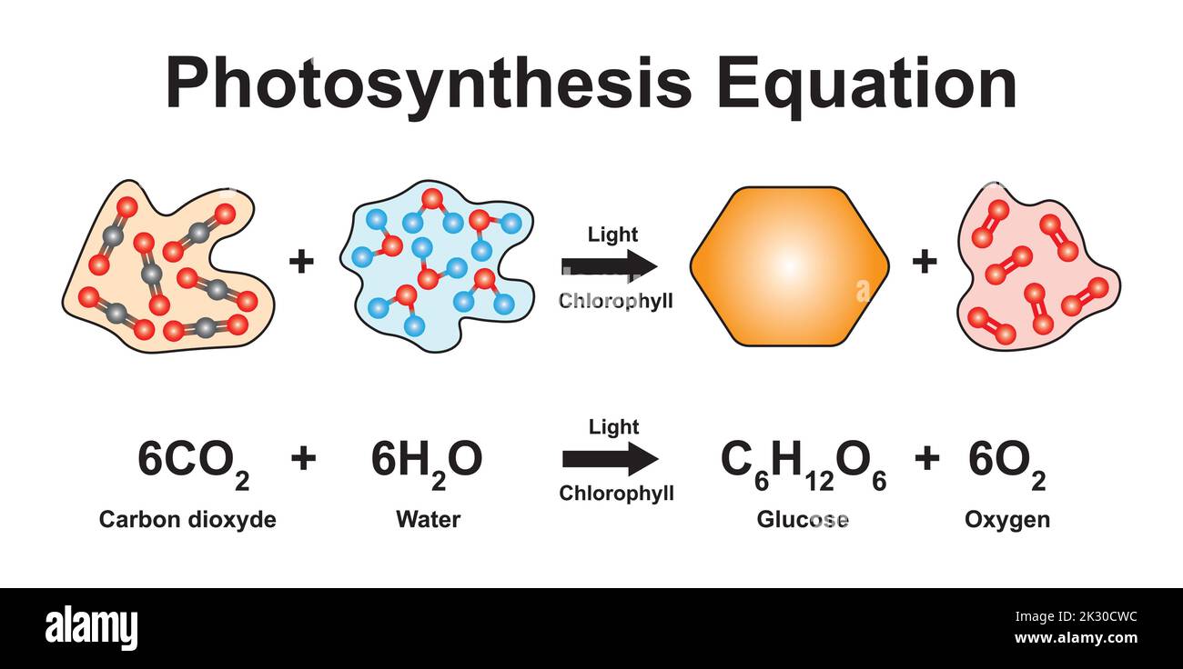 Scientific Designing of Photosynthesis Equation. Using The Molecular Model Of Atoms. Colorful Symbols. Vector Illustration. Stock Vector