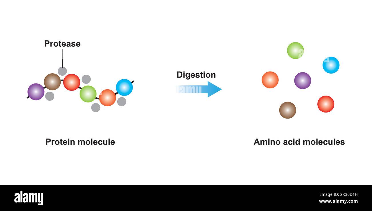 Scientific Designing of Protein Digestion. Protease Enzyme Effect on