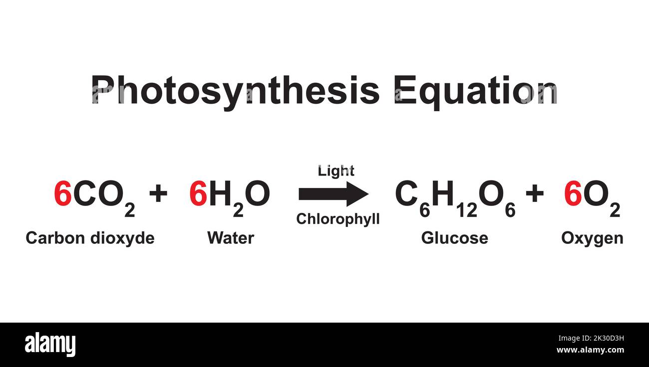 Scientific Designing of Photosynthesis Equation. Vector Illustration. Stock Vector