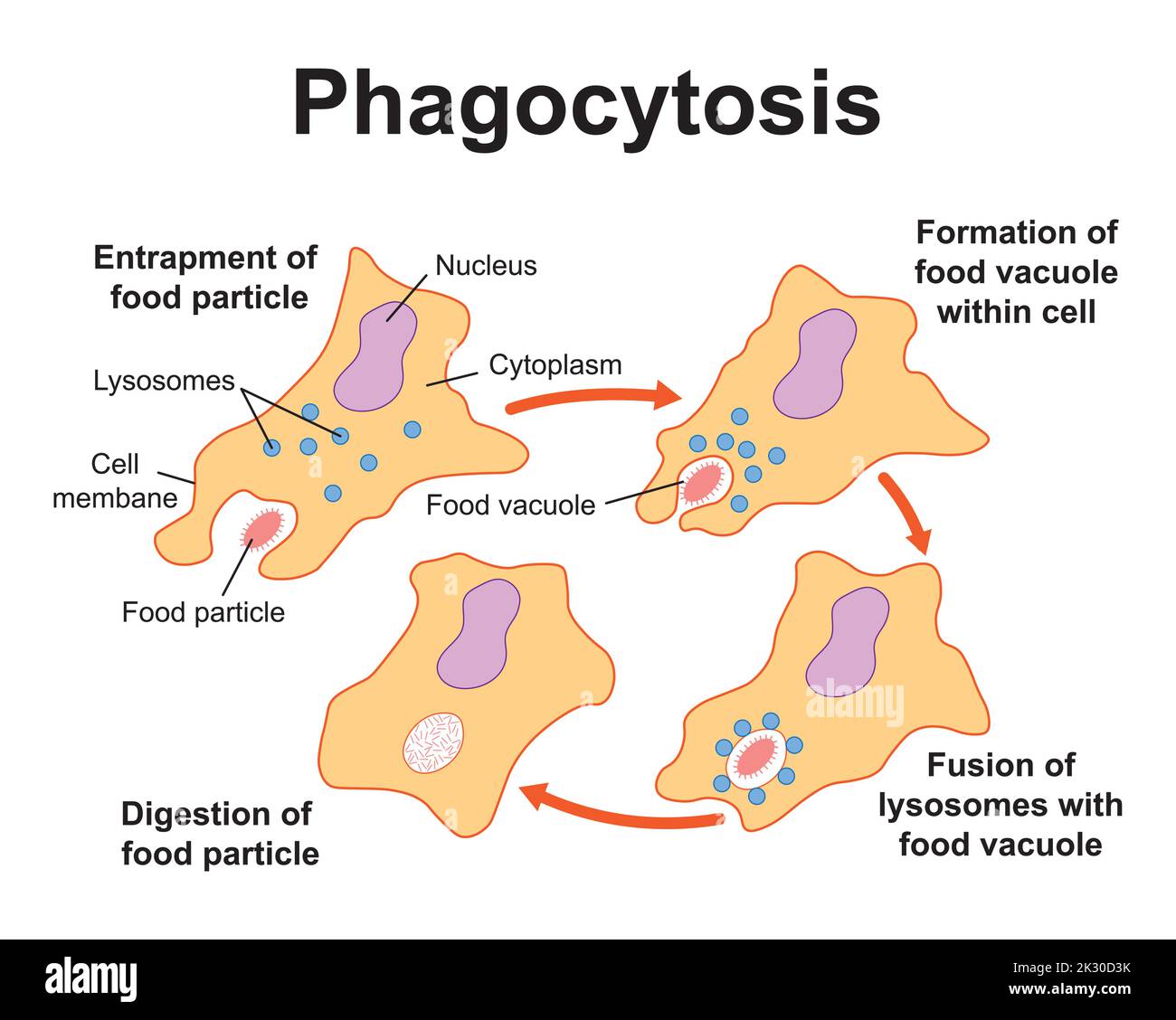 Scientific Designing of Phagocytosis Process. Colorful Symbols. Vector Illustration. Stock Vector