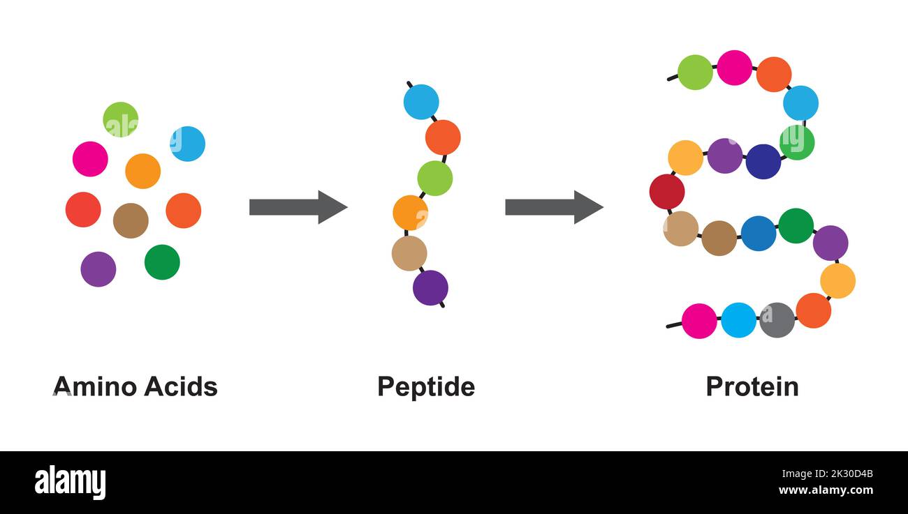 Scientific Designing of Biochemial Structure of Amino acids, Peptides