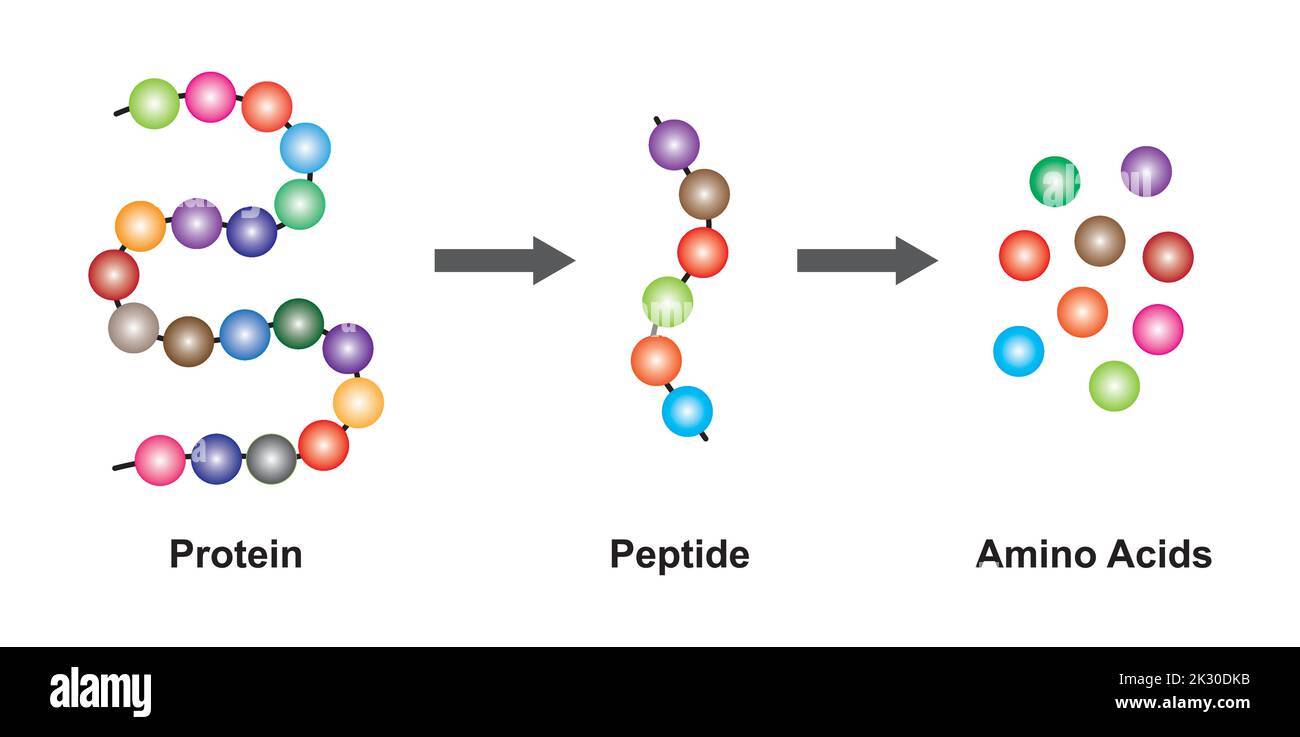 Scientific Designing of Biochemial Structure of Amino acids, Peptides