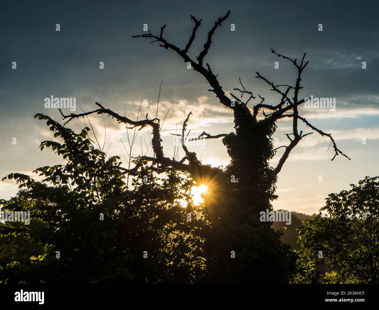 Sun setting behind old tree in Upper Palatinate forest Stock Photo