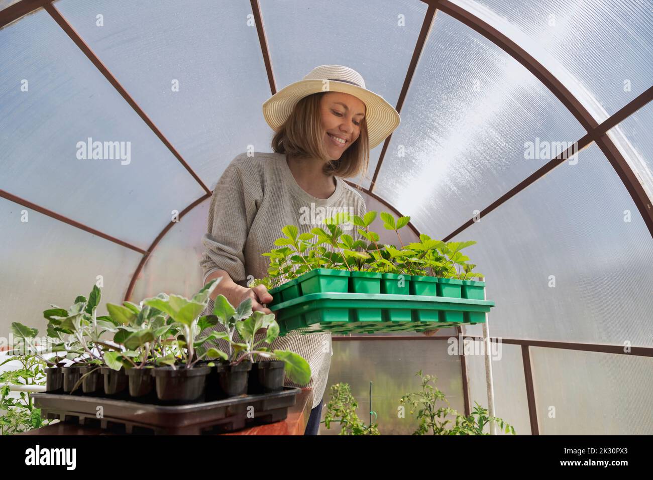 Happy farmer holding potted plants in greenhouse Stock Photo - Alamy