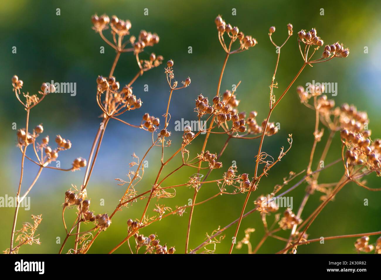 Dry coriander plant growing outdoors Stock Photo Alamy