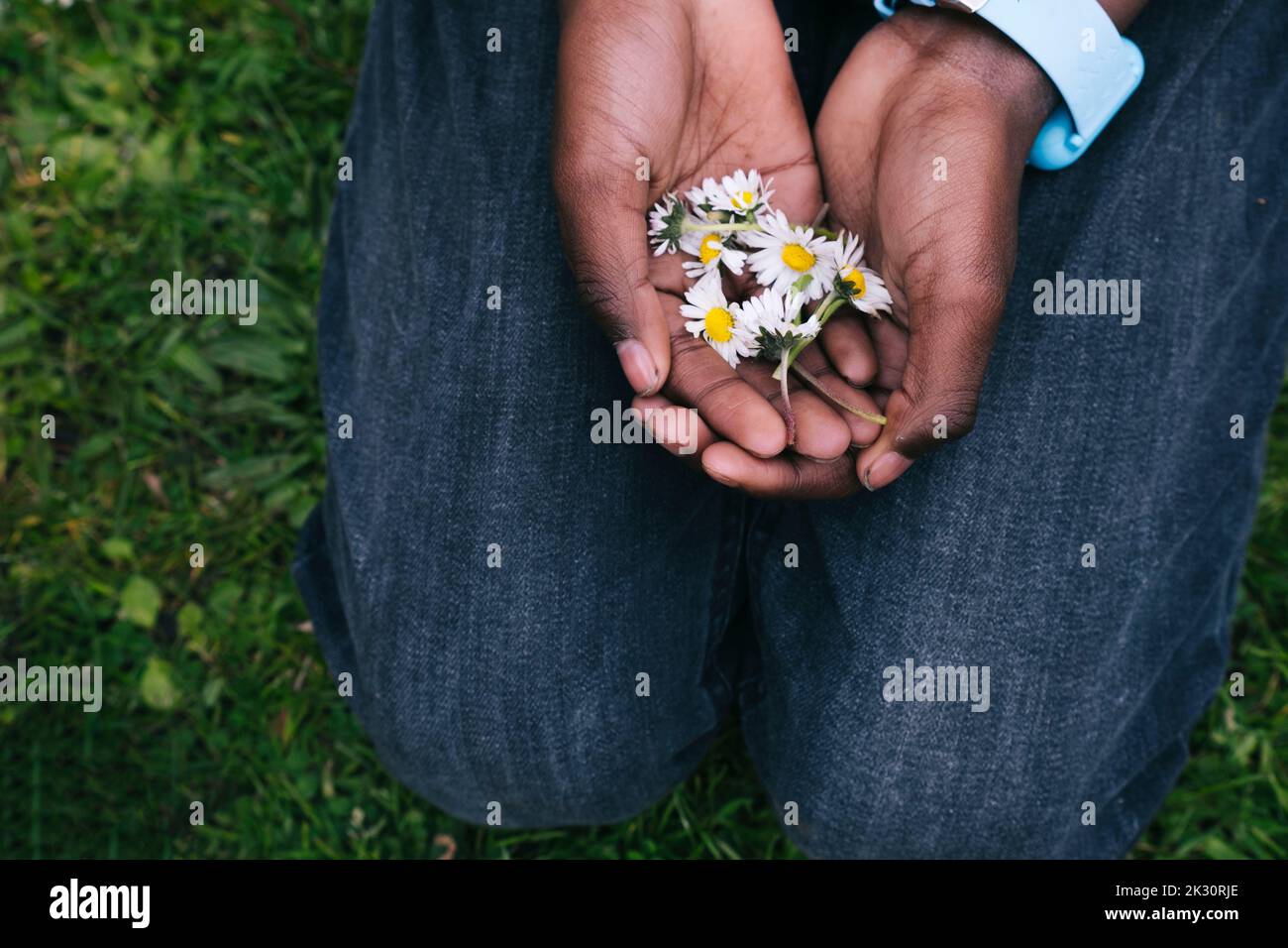 Hands of man holding white daisies in park Stock Photo