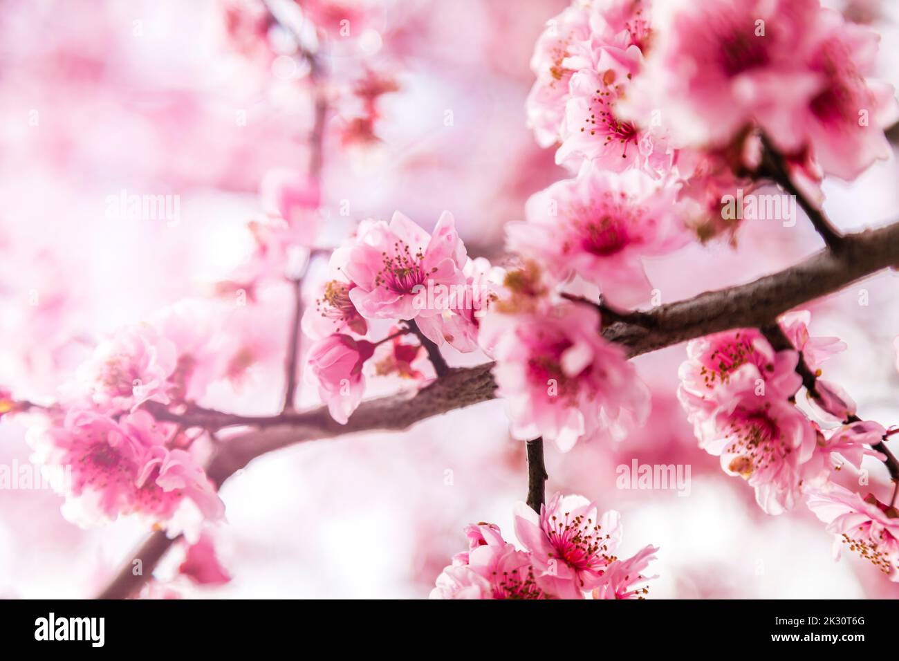 Horizontal pink cherry blossoms hi-res stock photography and images - Alamy