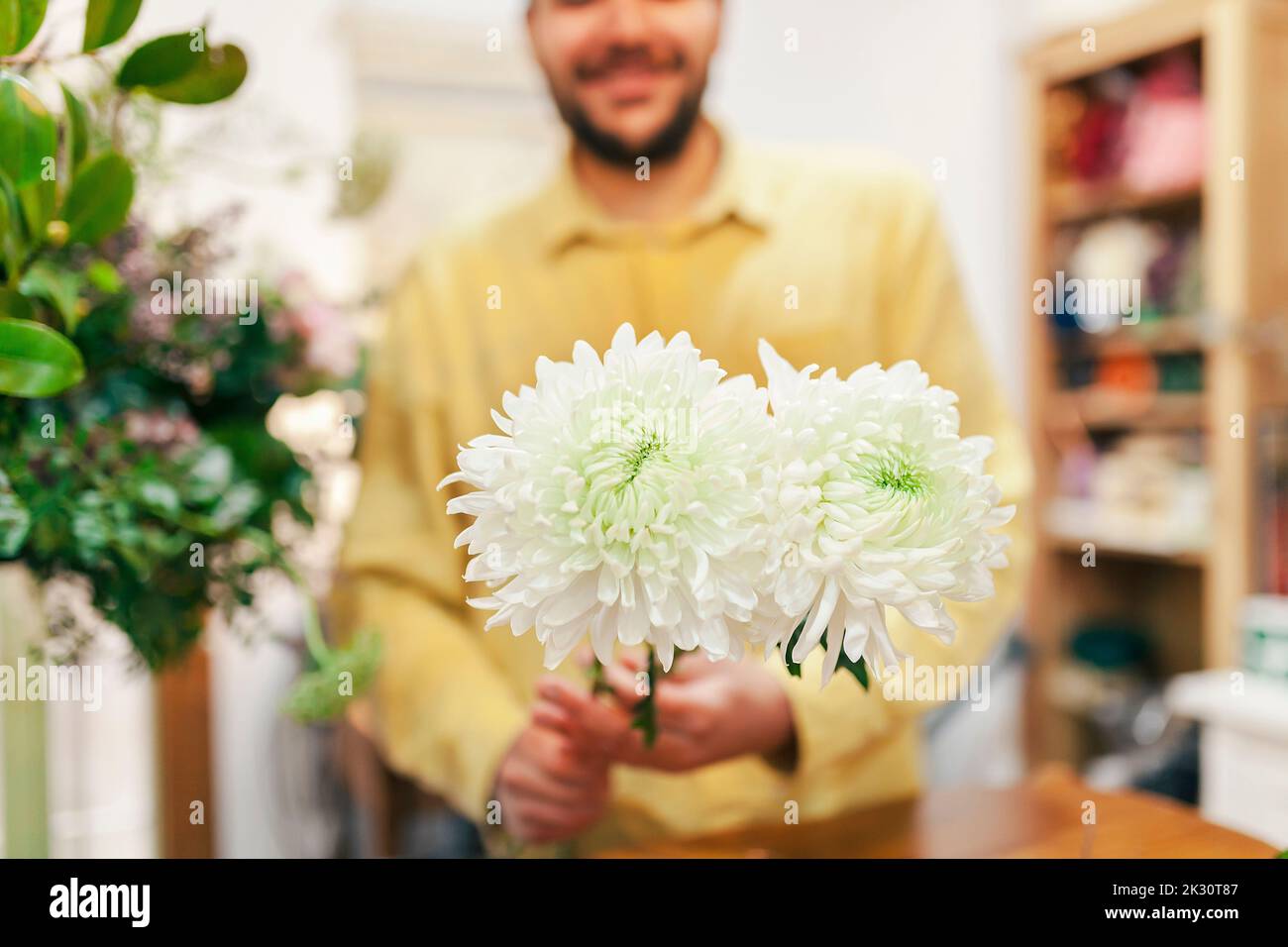 Florist holding fresh chrysanthemum flower at floral store Stock Photo