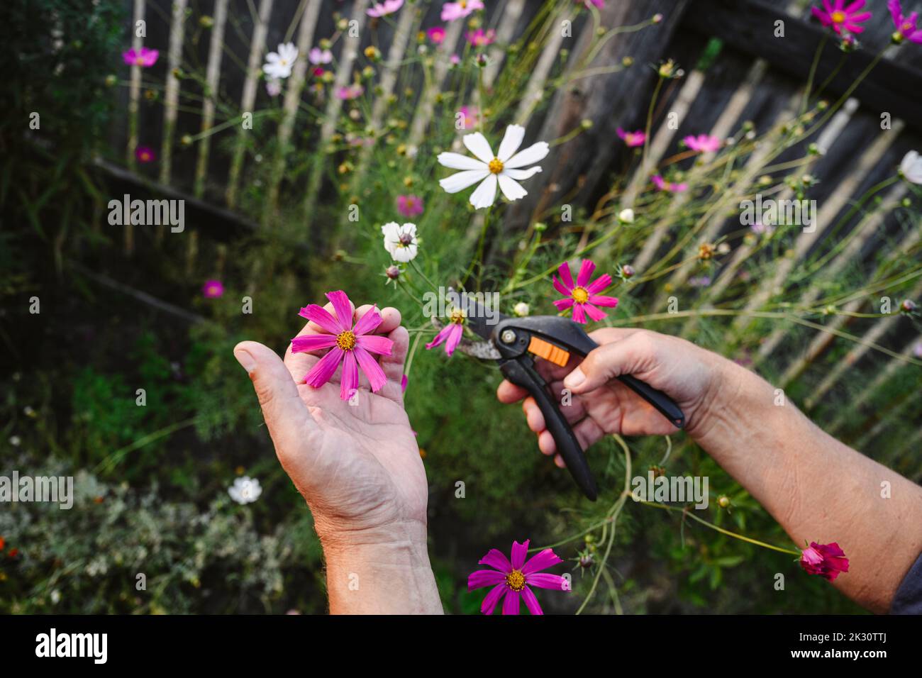 Hands of man pruning flowers in garden Stock Photo