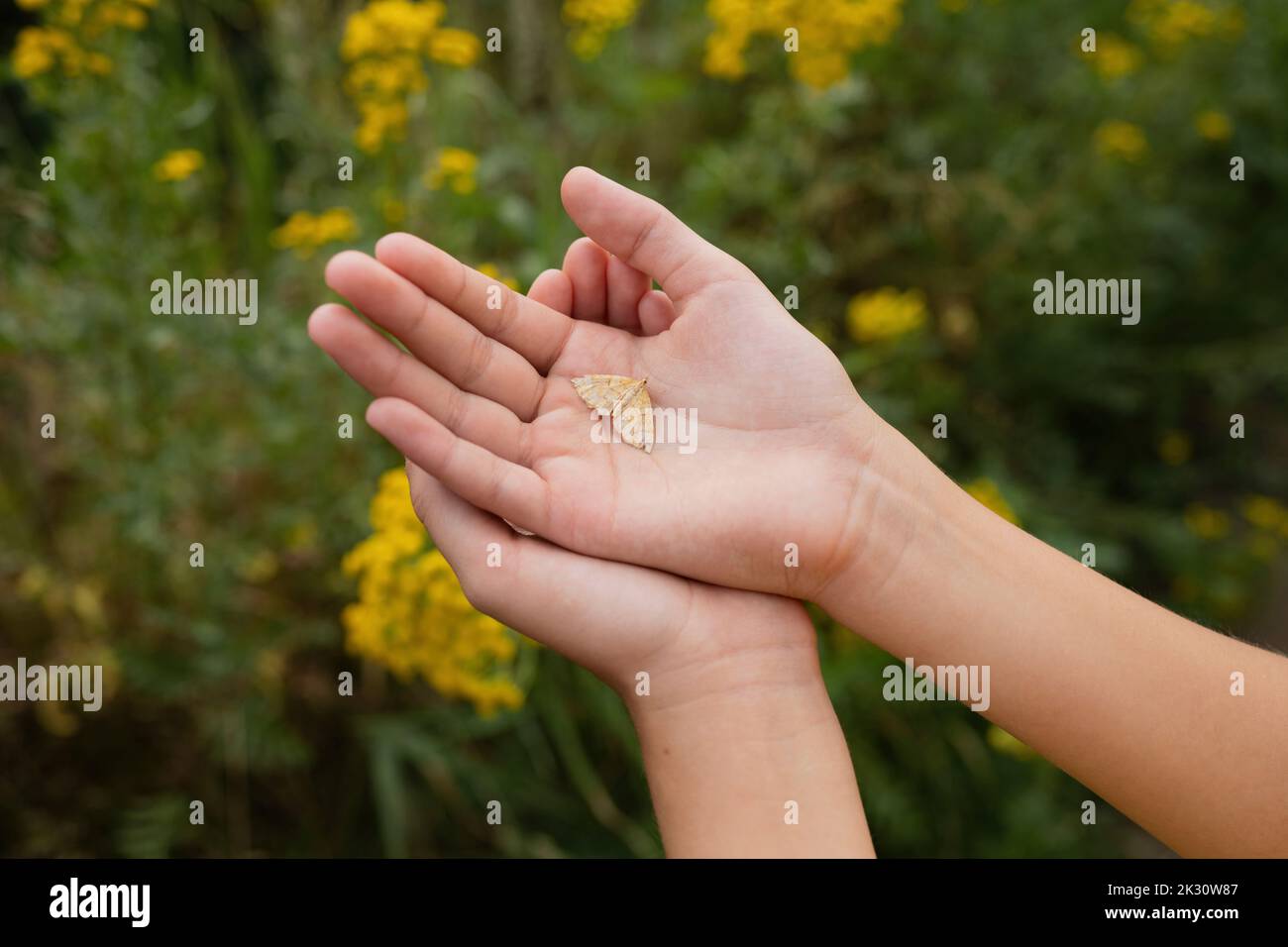 Hands of girl holding moth Stock Photo