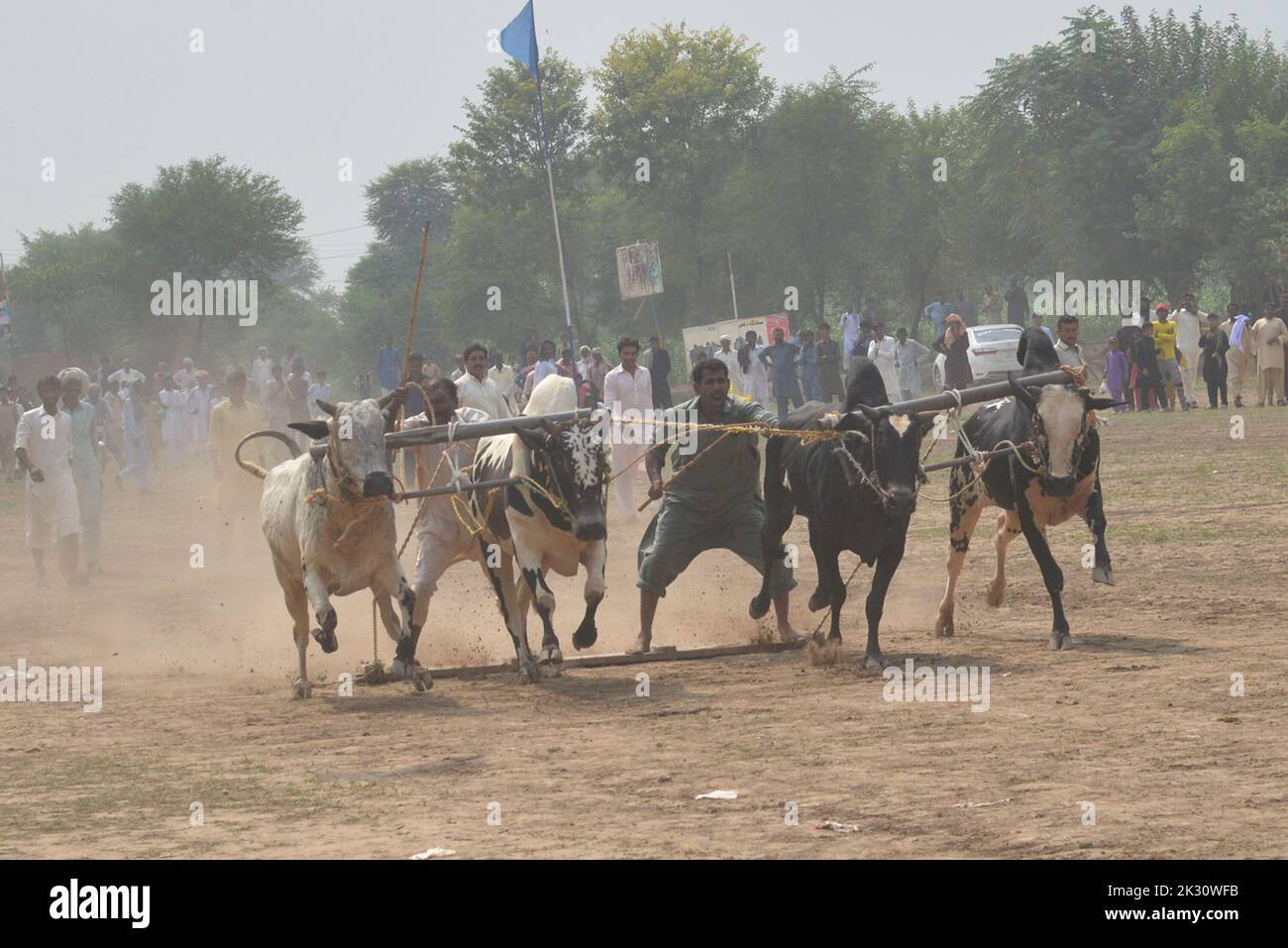 Tandlianwala, Pakistan. 23rd Sep, 2022. Pakistani farmer guides their ...