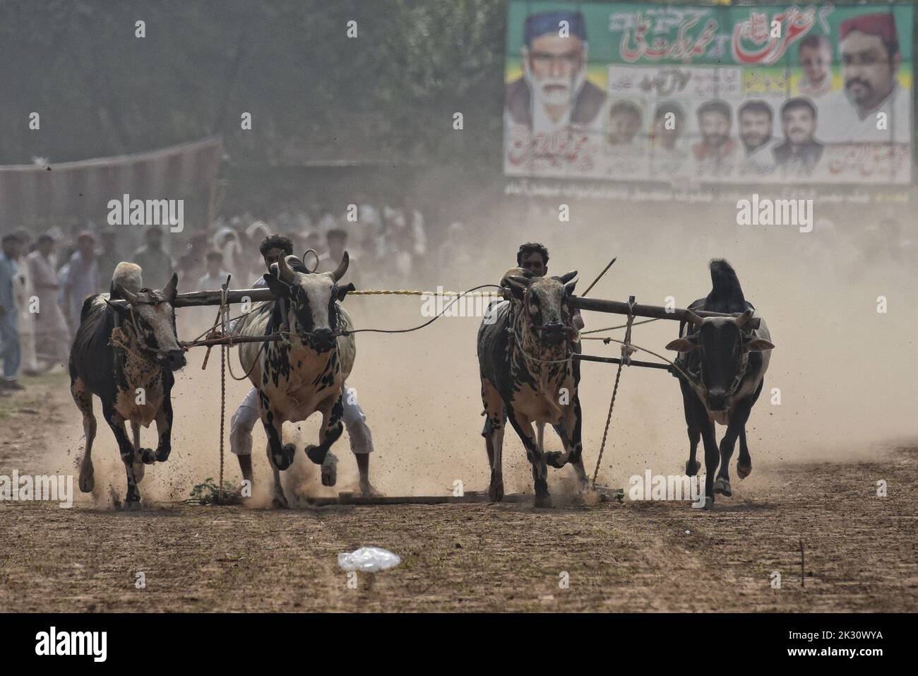 Tandlianwala, Pakistan. 23rd Sep, 2022. Pakistani farmer guides their ...