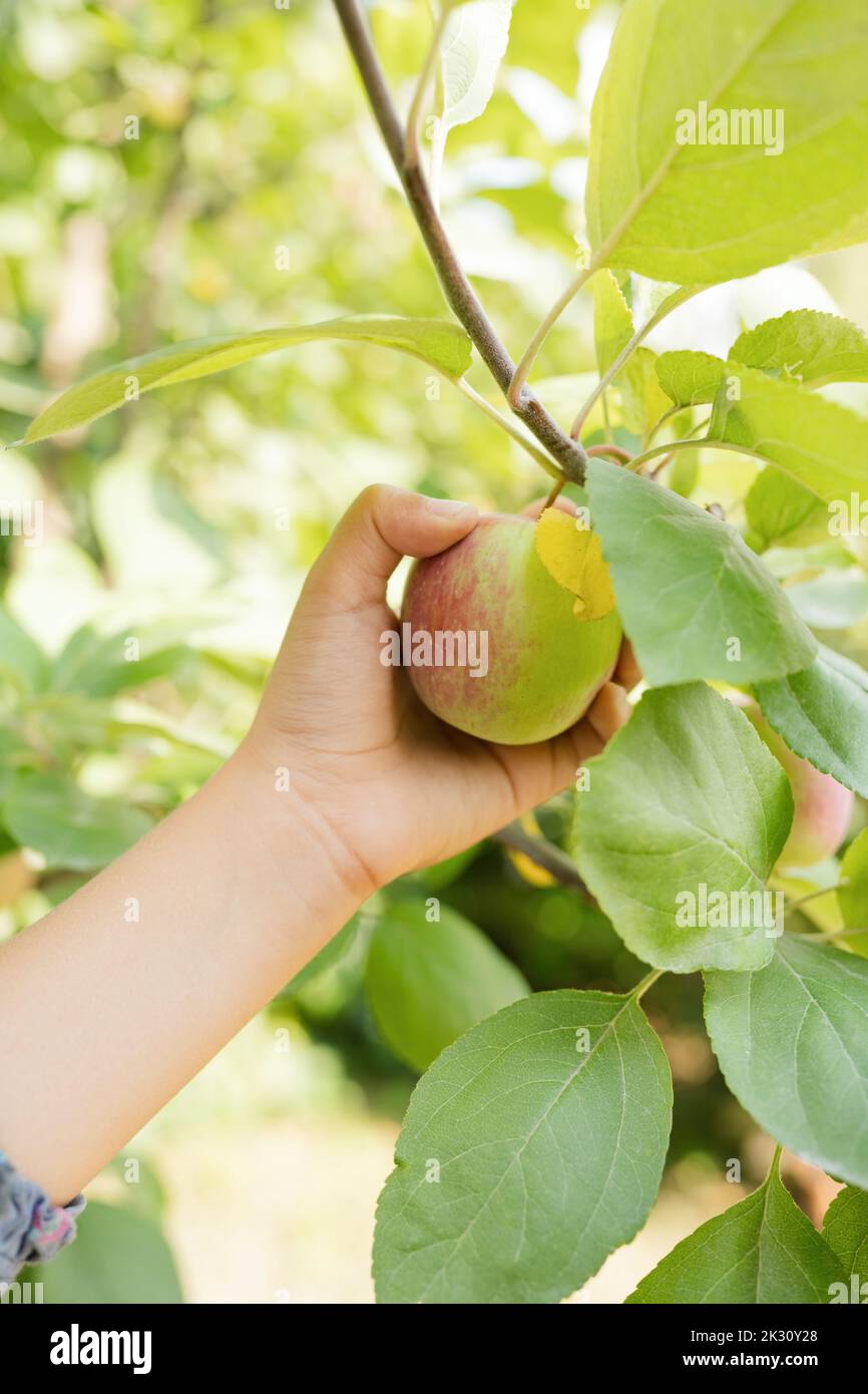 Hand of girl plucking fresh apple from tree Stock Photo
