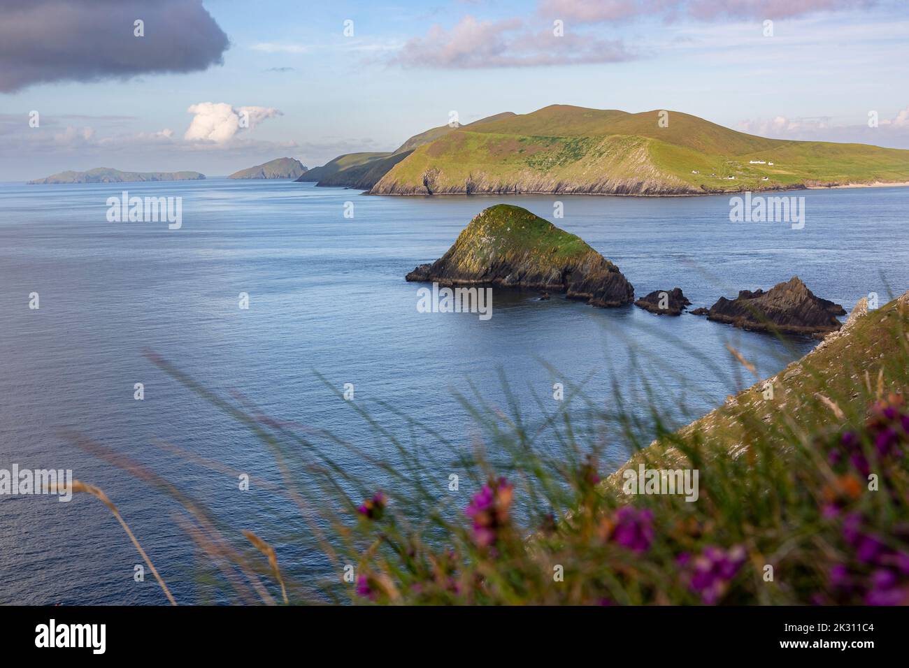 Ireland, Coastline of Dingle Peninsula with wildflowers blooming in