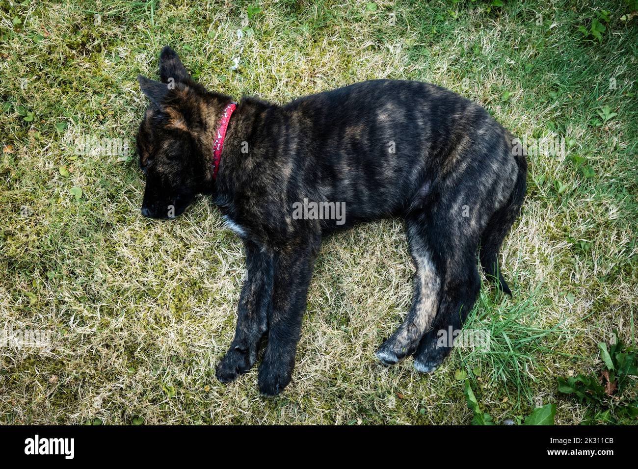 Black puppy sleeping on grass Stock Photo - Alamy