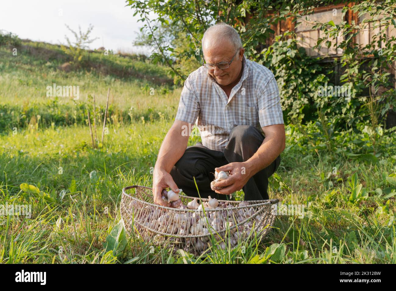 Senior farmer collecting garlic in basket crouching at farm Stock Photo ...