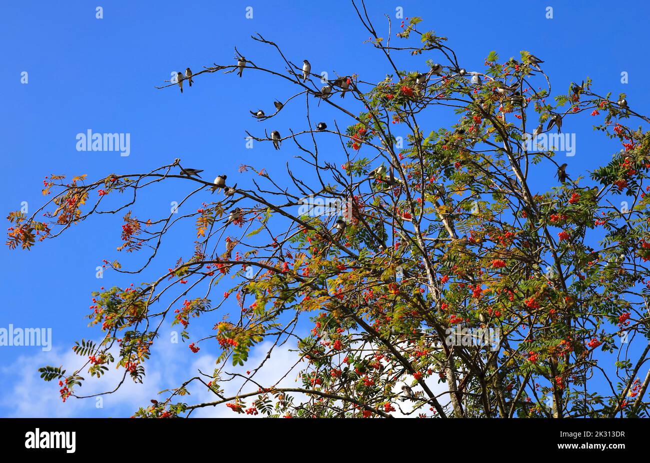 Flock of swallows on rowan tree Stock Photo