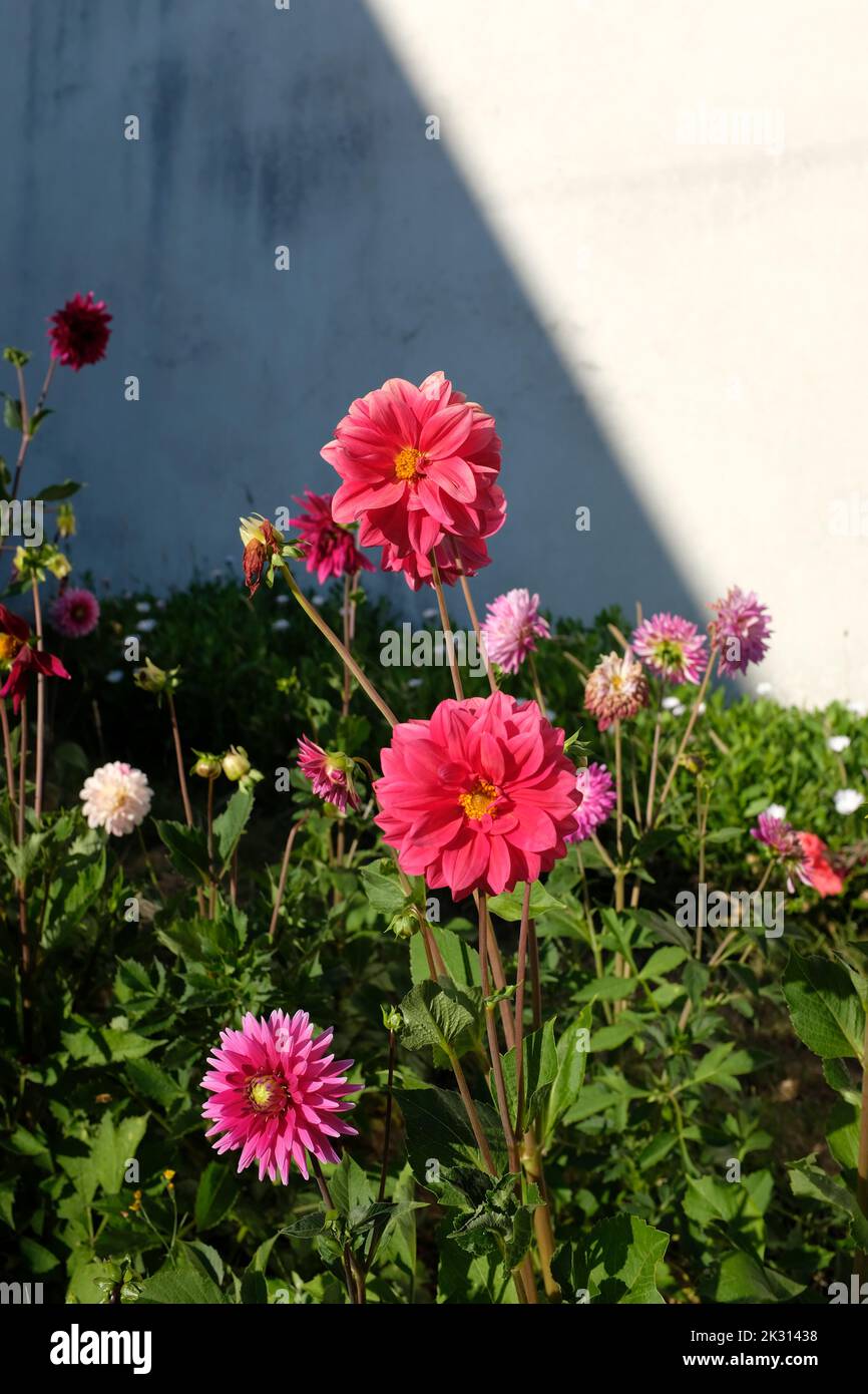 Pink dahlias blooming in summer Stock Photo