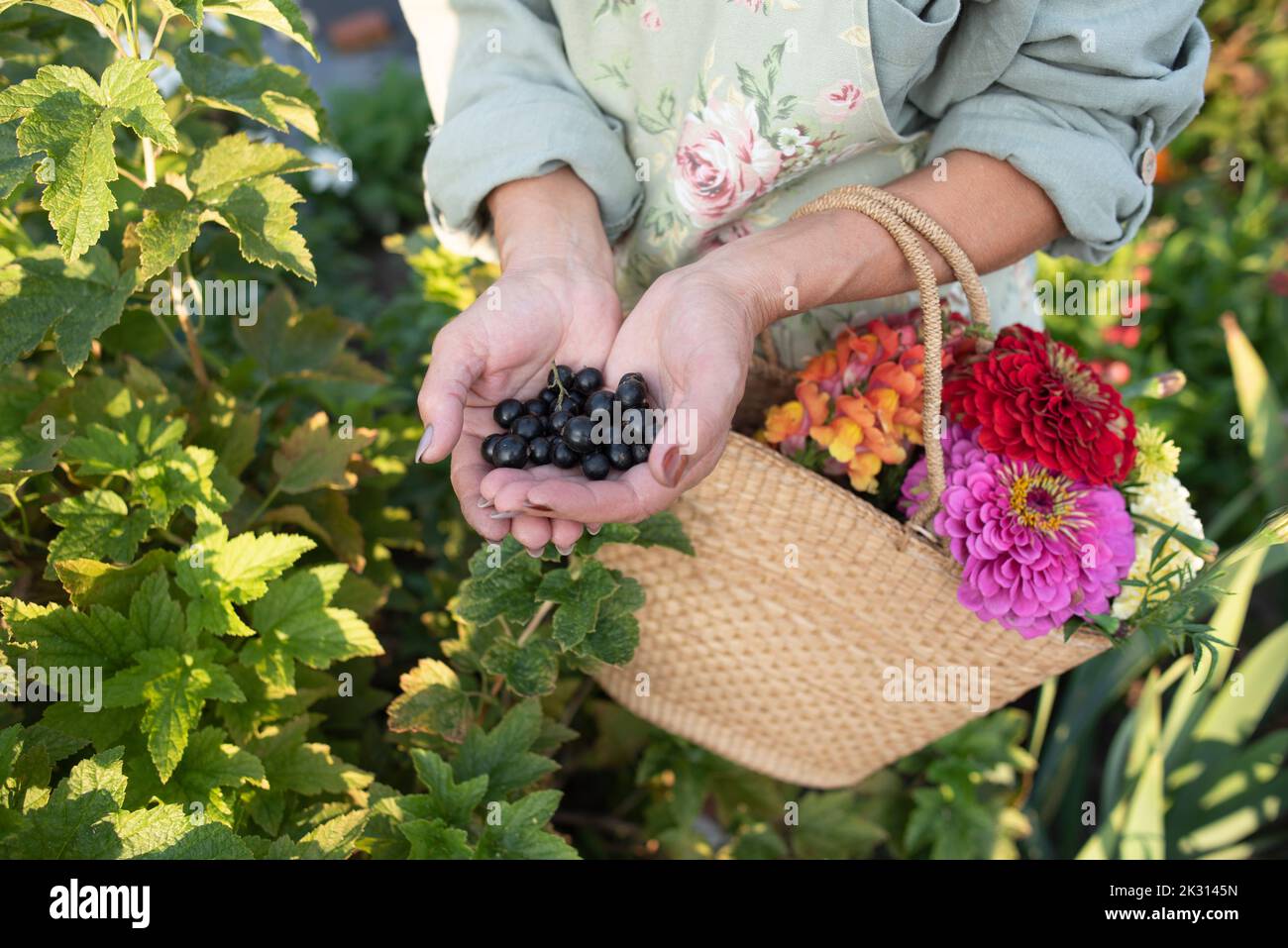 Senior woman with basket of flowers holding black currants in hand Stock Photo