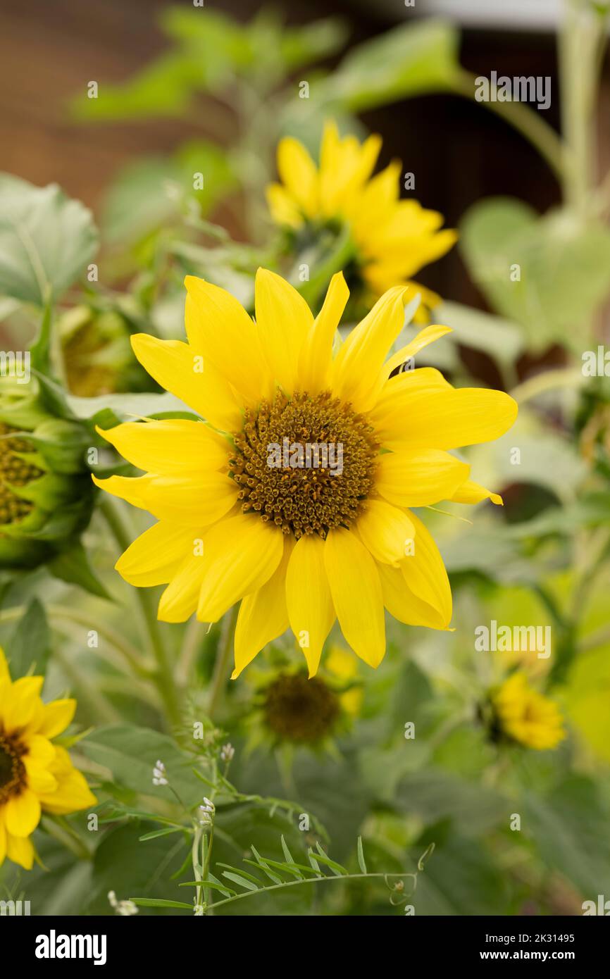Yellow sunflowers grown on plant Stock Photo