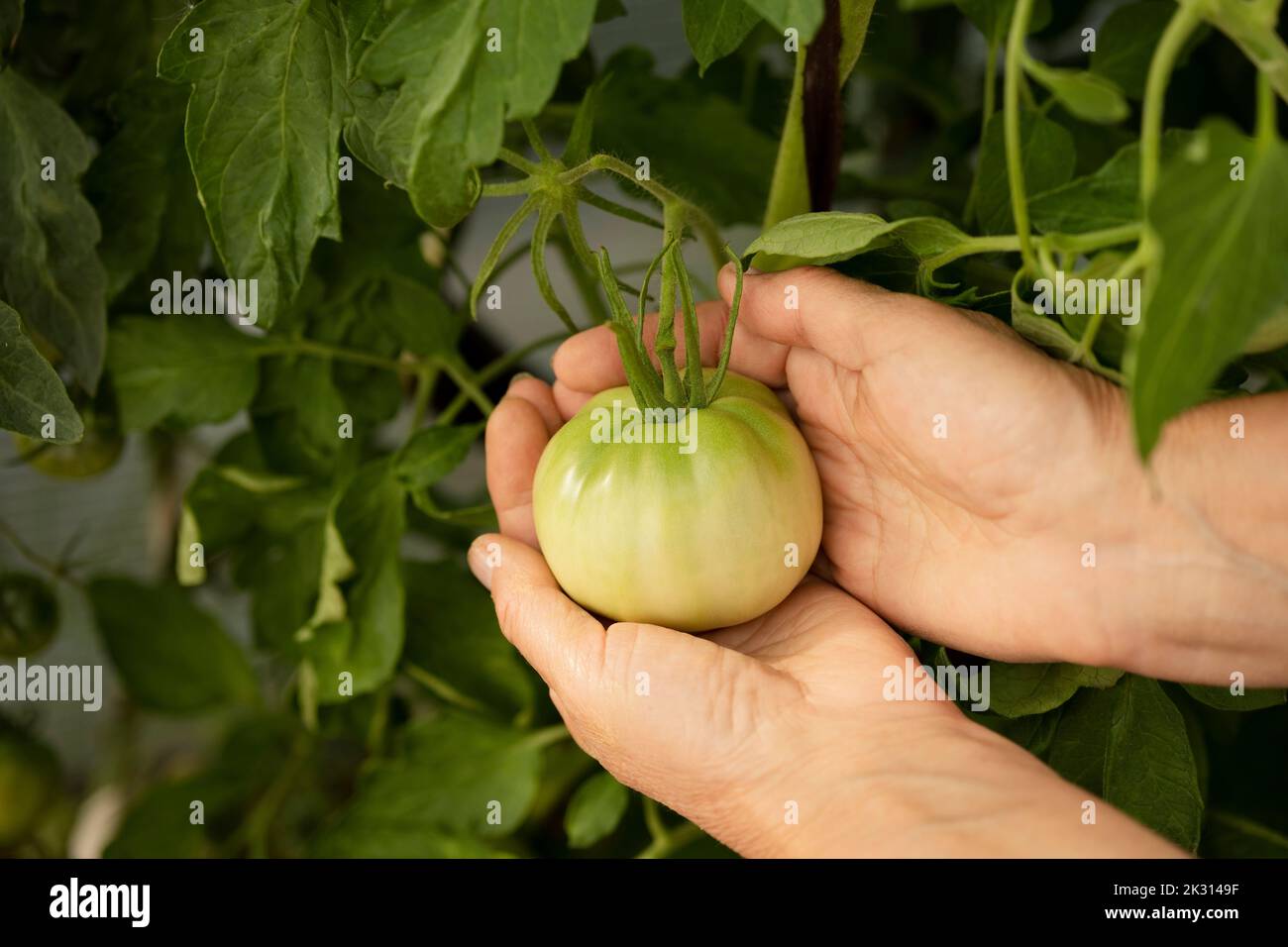 Hands of woman holding tomato grown on plant in garden Stock Photo - Alamy