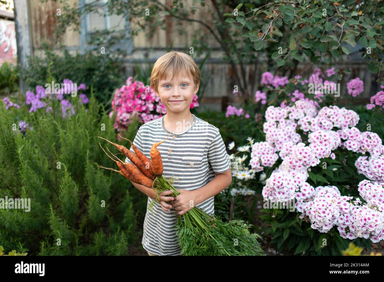 Smiling boy with bunch of carrots standing in front of flowering plants Stock Photo