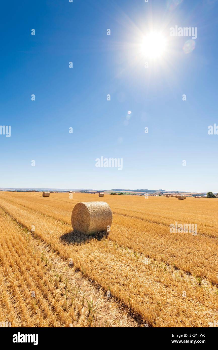 Sun shining over hay bales lying in harvested field Stock Photo - Alamy