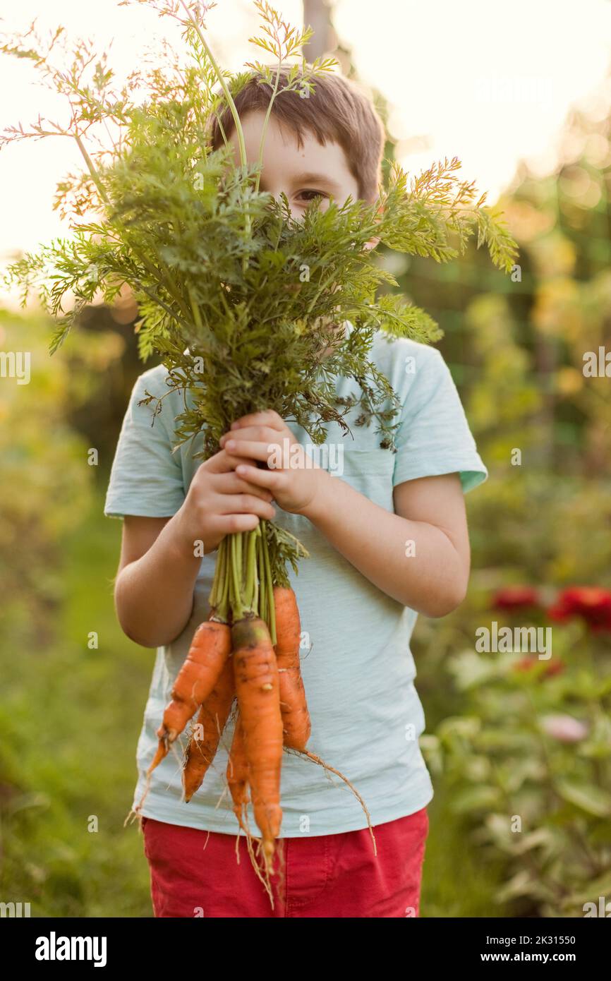 Boy holding fresh carrots in front of face Stock Photo