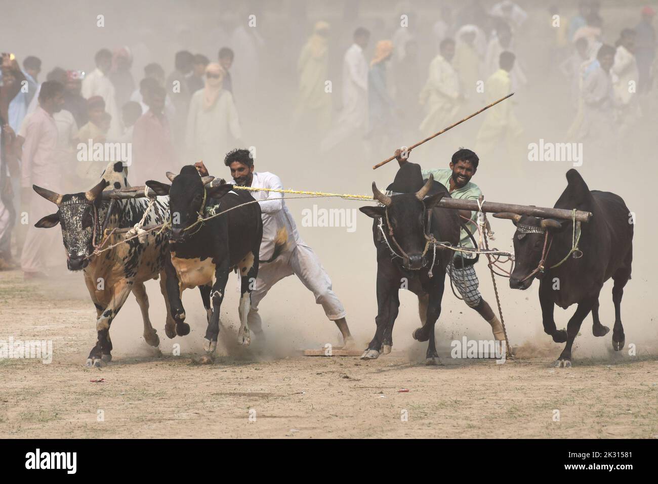 Tandlianwala, Punjab, Pakistan. 23rd Sep, 2022. Pakistani farmer guides ...