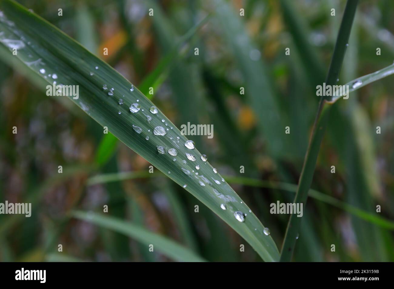 Green leaf covered in raindrops Stock Photo