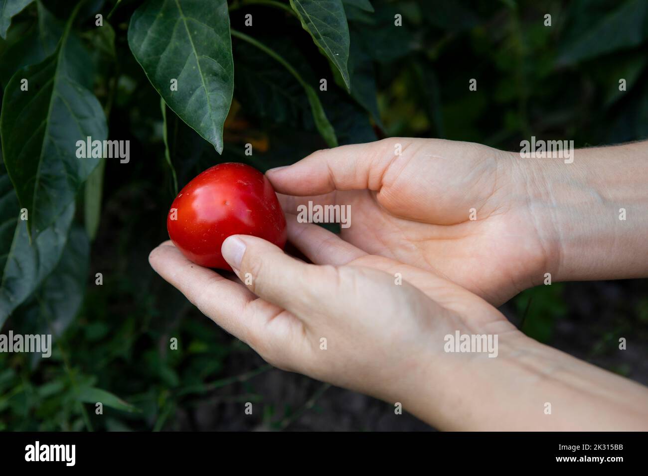 Hands of woman holding red bell pepper in vegetable garden Stock Photo