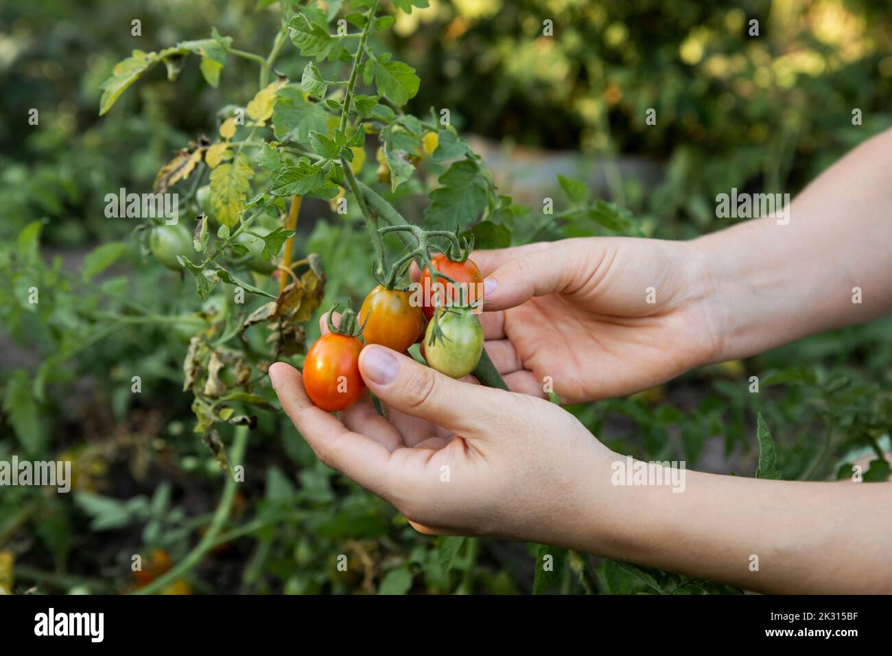 Hands of woman examining tomatoes in vegetable garden Stock Photo - Alamy