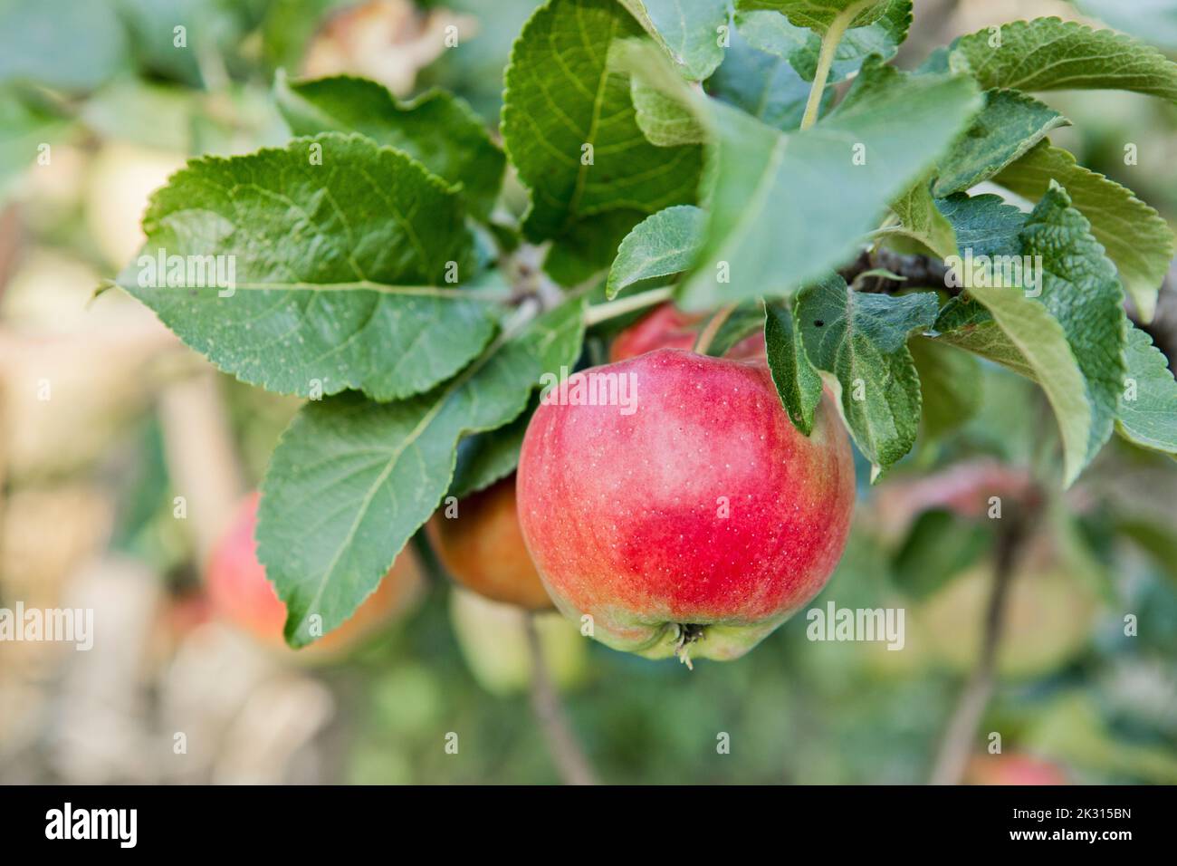 Fresh red apple with leaves on tree Stock Photo Alamy