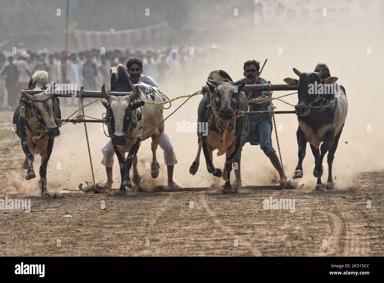Tandlianwala, Punjab, Pakistan. 23rd Sep, 2022. Pakistani farmer guides ...