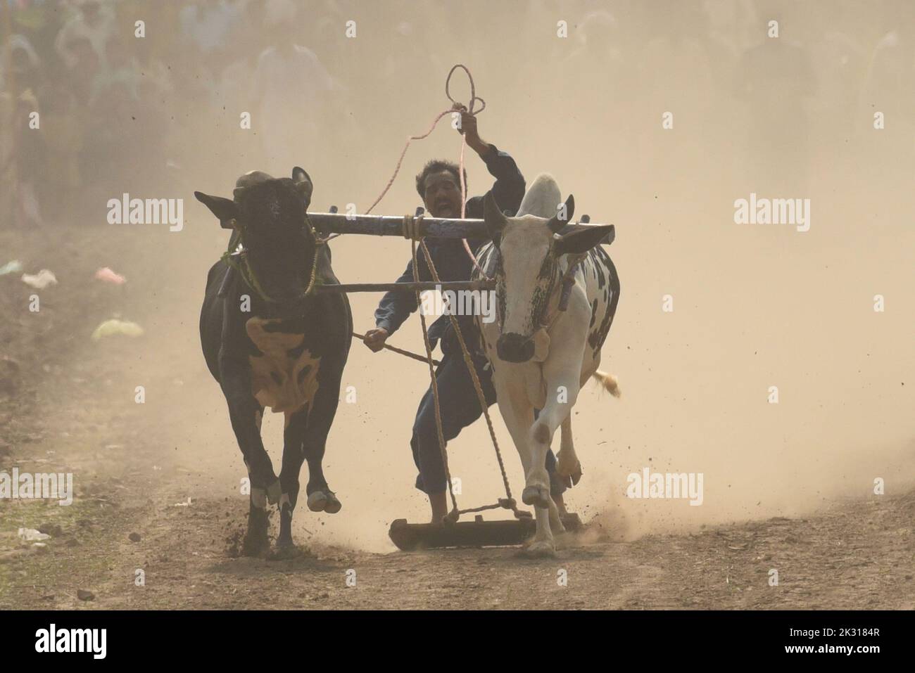 Tandlianwala, Pakistan. 23rd Sep, 2022. Pakistani farmer guides their ...