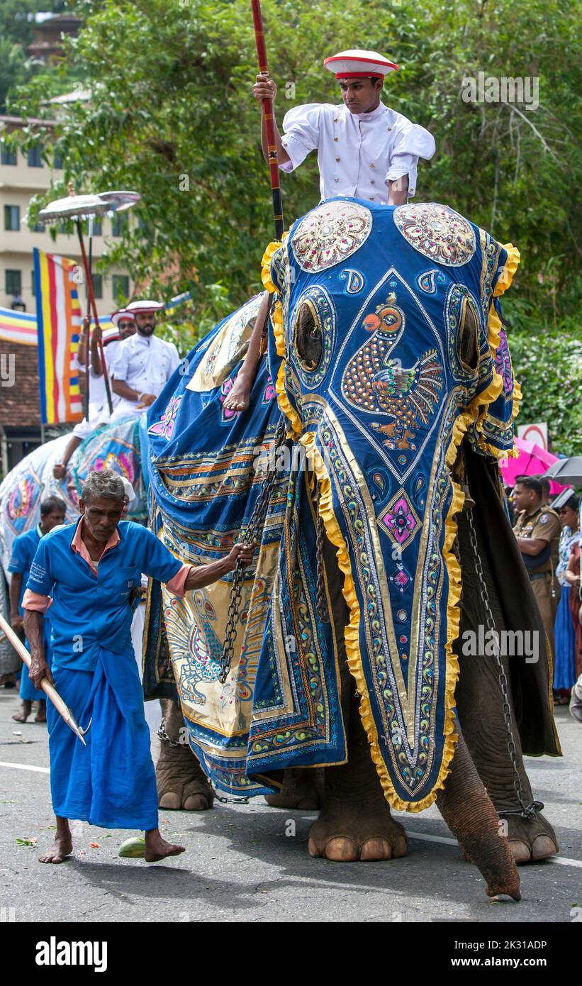 A ceremonial elephant is lead by a mahout along a street during the Day Perahera, the final event of the Esala Perahera. Stock Photo