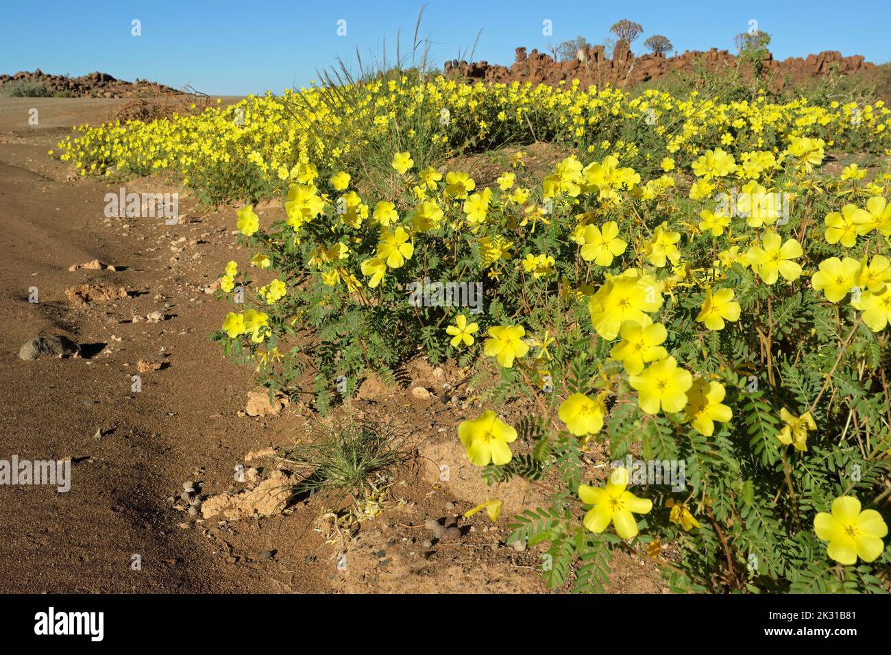 Scenic landscape with yellow flowers of Tribulus zeyheri, southern Namibia Stock Photo