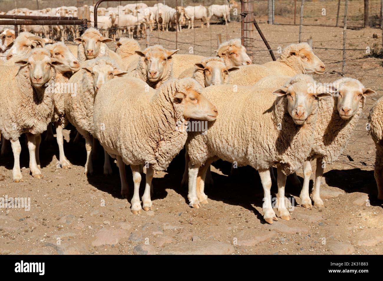 Merino sheep in a paddock on a rural South African farm Stock Photo