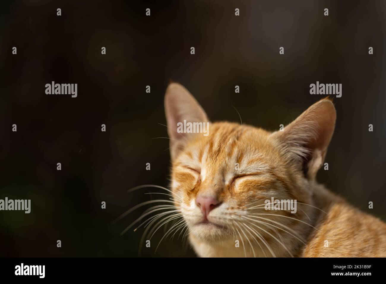 Close up side portrait of a furry cat with its eyes closed Stock Photo -  Alamy