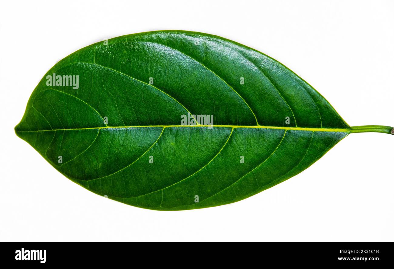 A piece of pineapple leaf Stock Photo